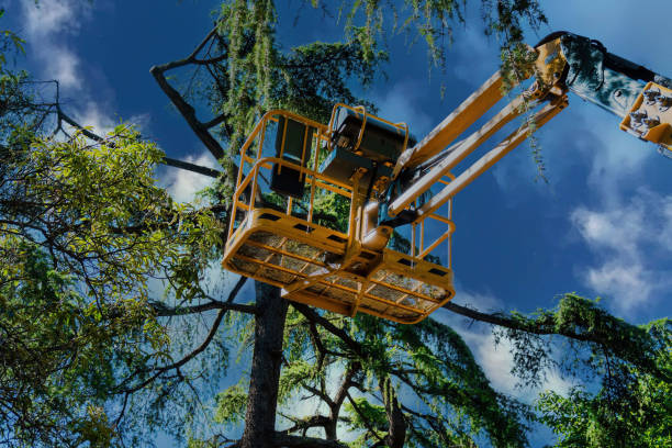 How Our Tree Care Process Works  in  South Dos Palos, CA